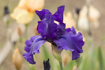  Beautiful flowering iris in the garden.