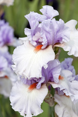  Beautiful flowering iris in the garden.