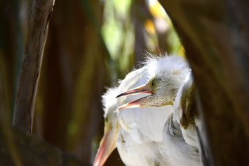 Egret Chick