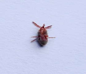 Red velvet mite on white sheet of paper. Macro shooting of velvet plaster mite.