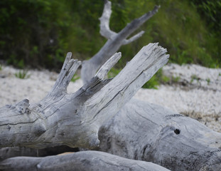 Large piece of dfirt wood at rocky coastal beach 