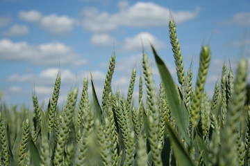 wheat field on a sunny day