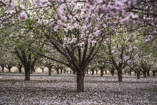 Rows Almond trees blooming with pink and white flowers in orchard with petals covering the ground appearing like snow, view through tunnel between rows of trees. Latrun, Israel