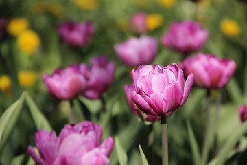 Purple tulips
