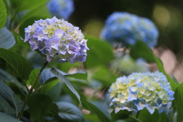 紫色の紫陽花