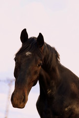 Obraz na płótnie Canvas curious, big black horse looking very curious