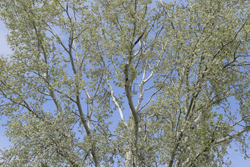 Silver poplar against the sky. Recently bloomed buds and young leaves on the branches, spring