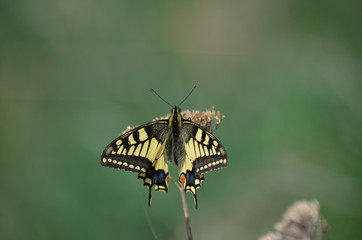 Papillon Machaon (Papilio machaon)