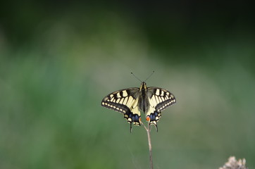 Papillon Machaon (Papilio machaon)