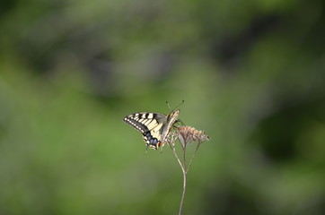 Papillon Machaon (Papilio machaon)