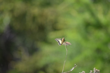 Papillon Machaon (Papilio machaon)
