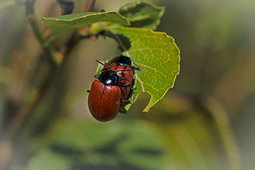 Crisomela
