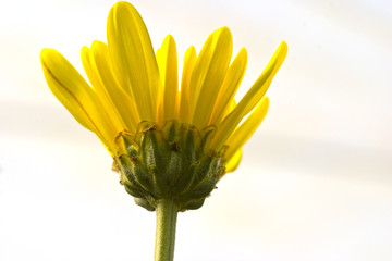 Yellow Chrysanthemum isolated on white background.
