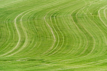 Naklejka premium Spuren in einer Wiese nach der Mahd