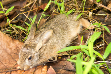 Little rabbit sleeping in a grass forest.