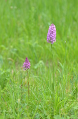 Orchis pyramidal (Anacamptis pyramidalis)
