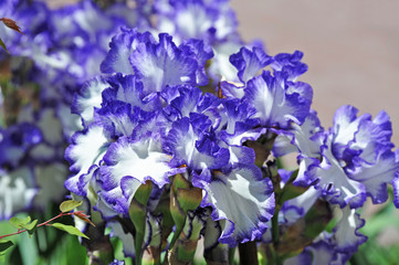 Balmy Iris flower