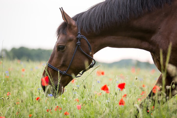 Braunes Pferd im Klatschmohn