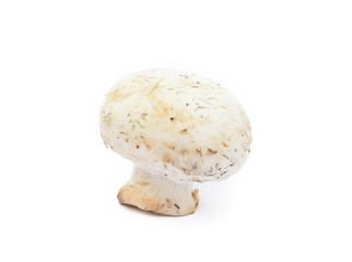  Fresh champignon mushrooms isolated on white background