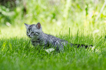 Naklejka na ściany i meble A cute kitten learns to take the first independent steps in the open air