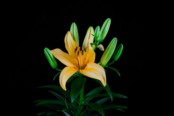 Obraz premium close up of an orange whit green buds islotad on black