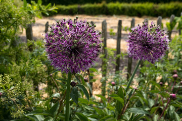 Two beautiful purple flower balls in the garden