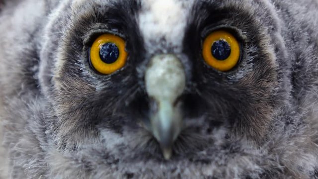 Huge mirror yellow eyes of the owl are looking into the distance, she is dying. Close up