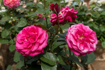  Two beautiful red roses