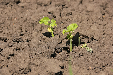 The bean sprouts