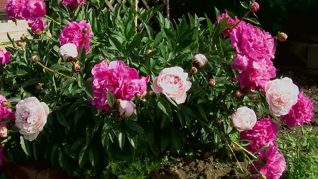 &Uuml;ppige rosa und hellrosa Pfingstrosen