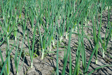 green onions growing in fertilized earth,