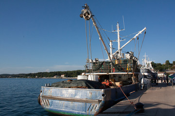 Naklejka premium komarca croacia
