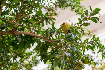 immature fruit green garnet grows on a tree branch