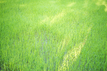 Green rice nature background.