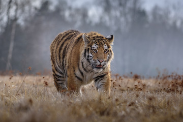 Fototapeta premium tiger, siberian tiger (Ursus maritimus),