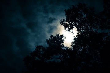 Moonlit trees