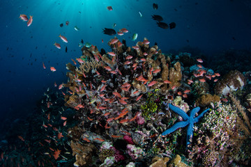 Naklejka na ściany i meble Starfish and Vibrant Reef in Indonesia