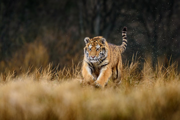 Naklejka na ściany i meble tiger, siberian tiger (Ursus maritimus),