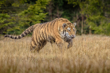 Obraz na płótnie Canvas tiger, siberian tiger (Ursus maritimus),