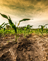 Field of corn in June