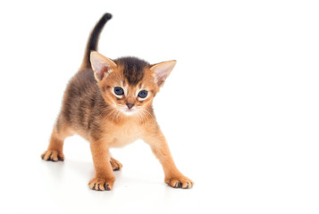 abyssinian kitten looks