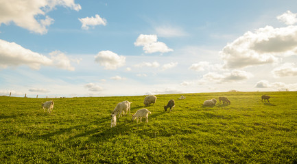 small herd of goats grazing in the meadow on a sunny day