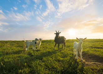 Naklejka premium small herd of goats grazing in the meadow on a sunny day