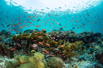 Colorful Reef Fish and Vibrant Reef