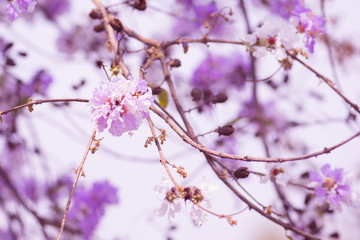 Pink cassia ,purple flower