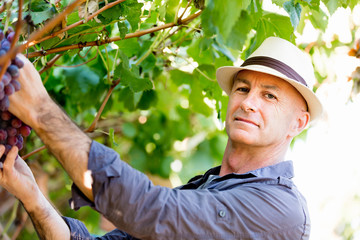 Man in vineyard
