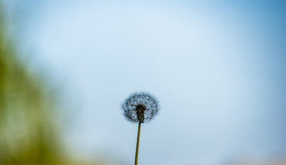Dandelion