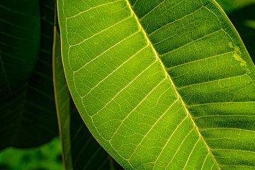 Green, nature, leaves, closeup, texture, background