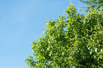 Lush green leaves on the branches of an Apple tree on the background of cloudless blue sky closeup.