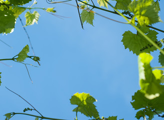 Young green grape leaves on blue sky background,